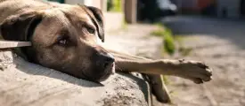 street dogs menace/perils by the Man's Best Friend