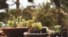 Plant Variety