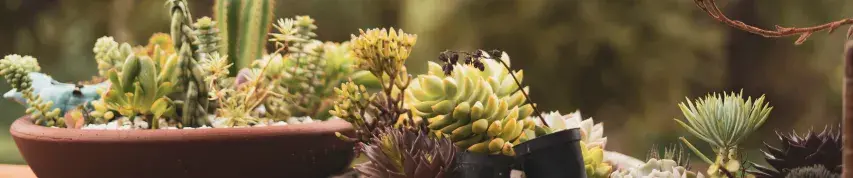 Plant Variety In India
